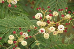 Acacia sinuata